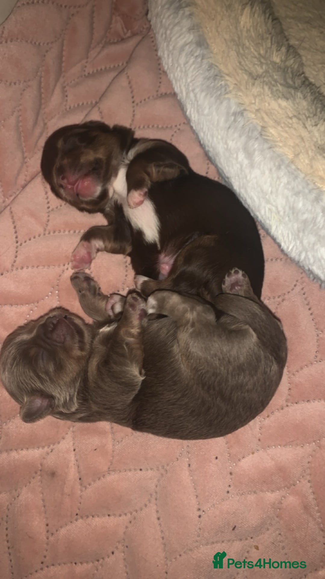 Chihuahua dogs for stud: My handsome boy for stud russian import in Durham - Advert 7