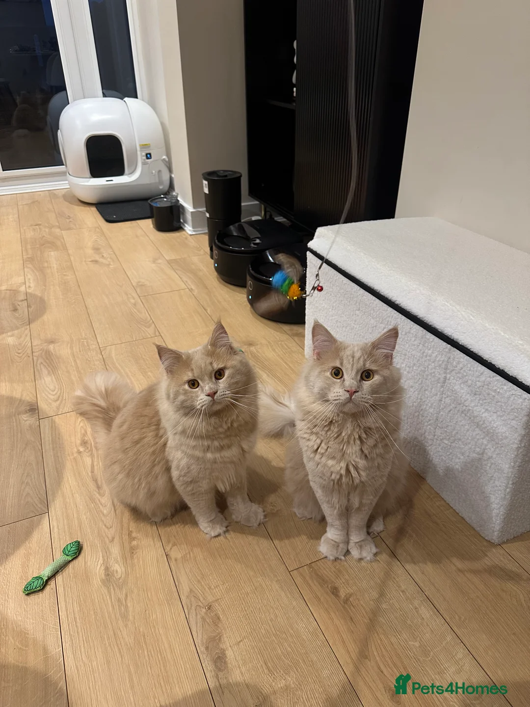 Mixed Breed cats for sale: British Short Hair x Maine Coone in Stoke-on-Trent - Advert 1
