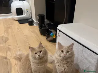 Mixed Breed cats British Short Hair x Maine Coone in Stoke-on-Trent - Advert 1