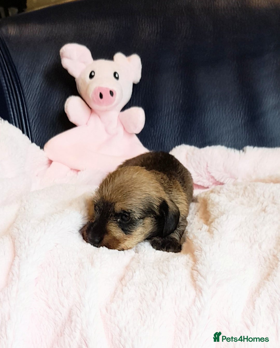 Miniature Dachshund dogs for sale: OUTSTANDING CHAMPION SIRED MINI WIREHAIRED KC REG - Image 5