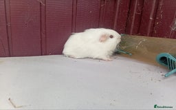 Guinea Pig rodents for sale: White baby boys - Image 5