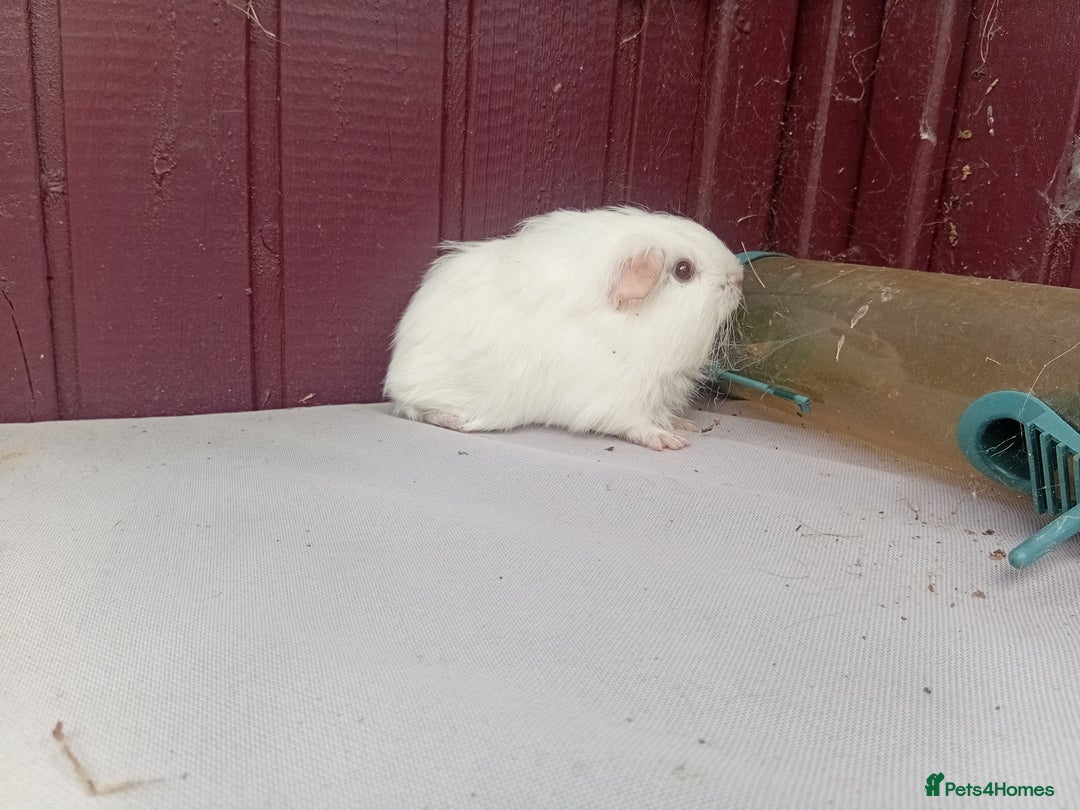 Guinea Pig rodents for sale: White baby boys - Image 5