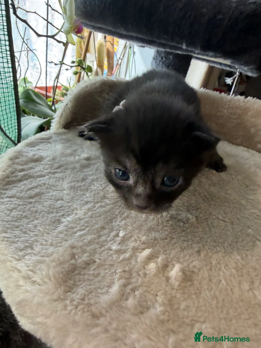 British Shorthair cats for sale: Pedigree British Shorthair Kittens – Ready May - Advert 30