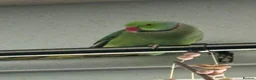 Parakeets birds for sale: Beautiful Male Green Indian Ringneck, cage/toys - Advert 8