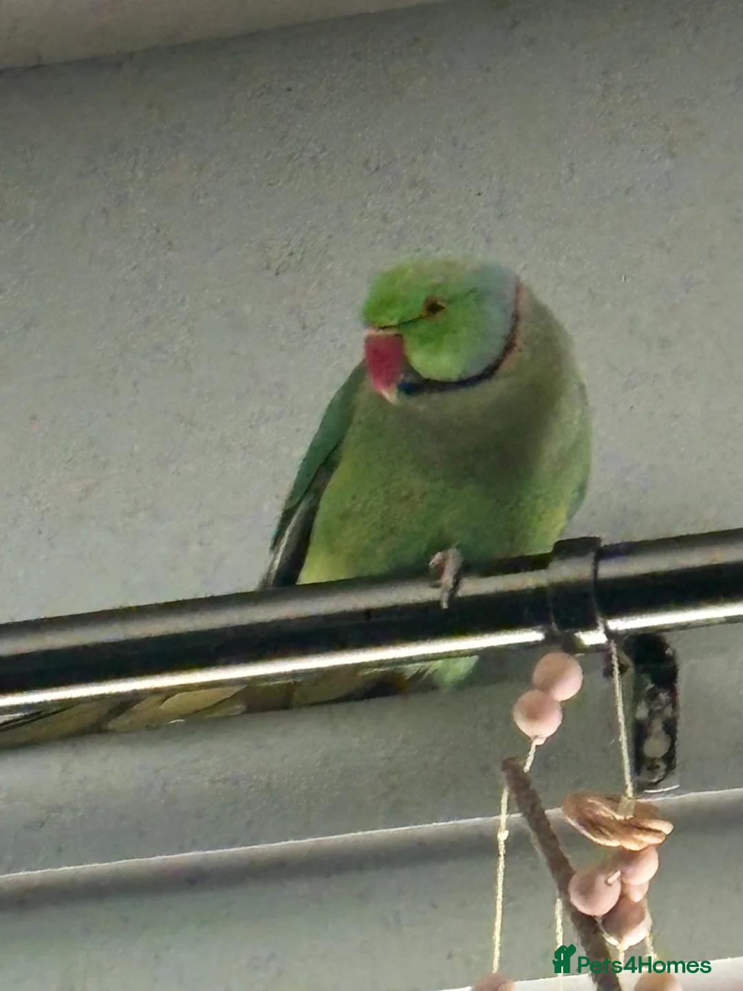 Parakeets birds for sale: Beautiful Male Green Indian Ringneck, cage/toys - Advert 8