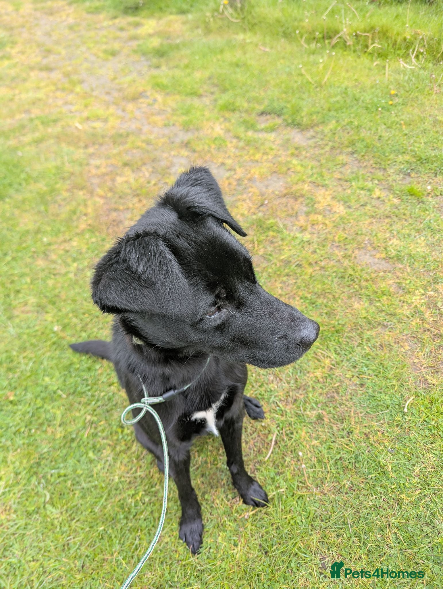 Borador dogs 1 year old Male Borador  - Advert 6