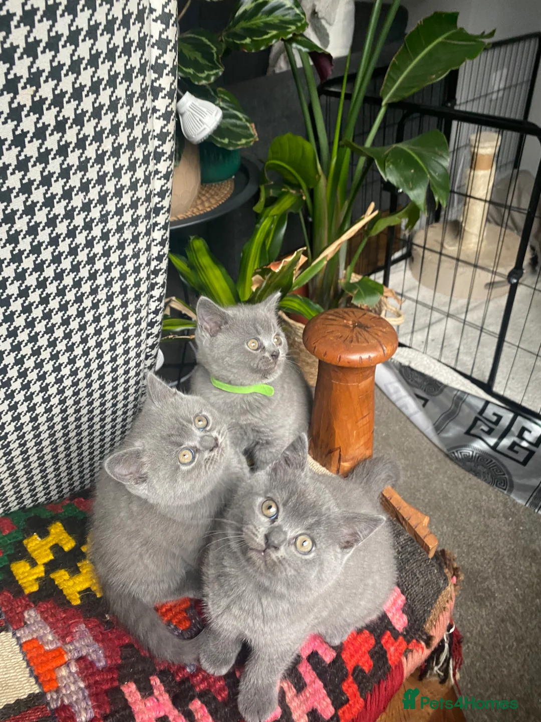British Shorthair cats for sale: Gorgeous GCCF British Shorthair Kittens  - Advert 2
