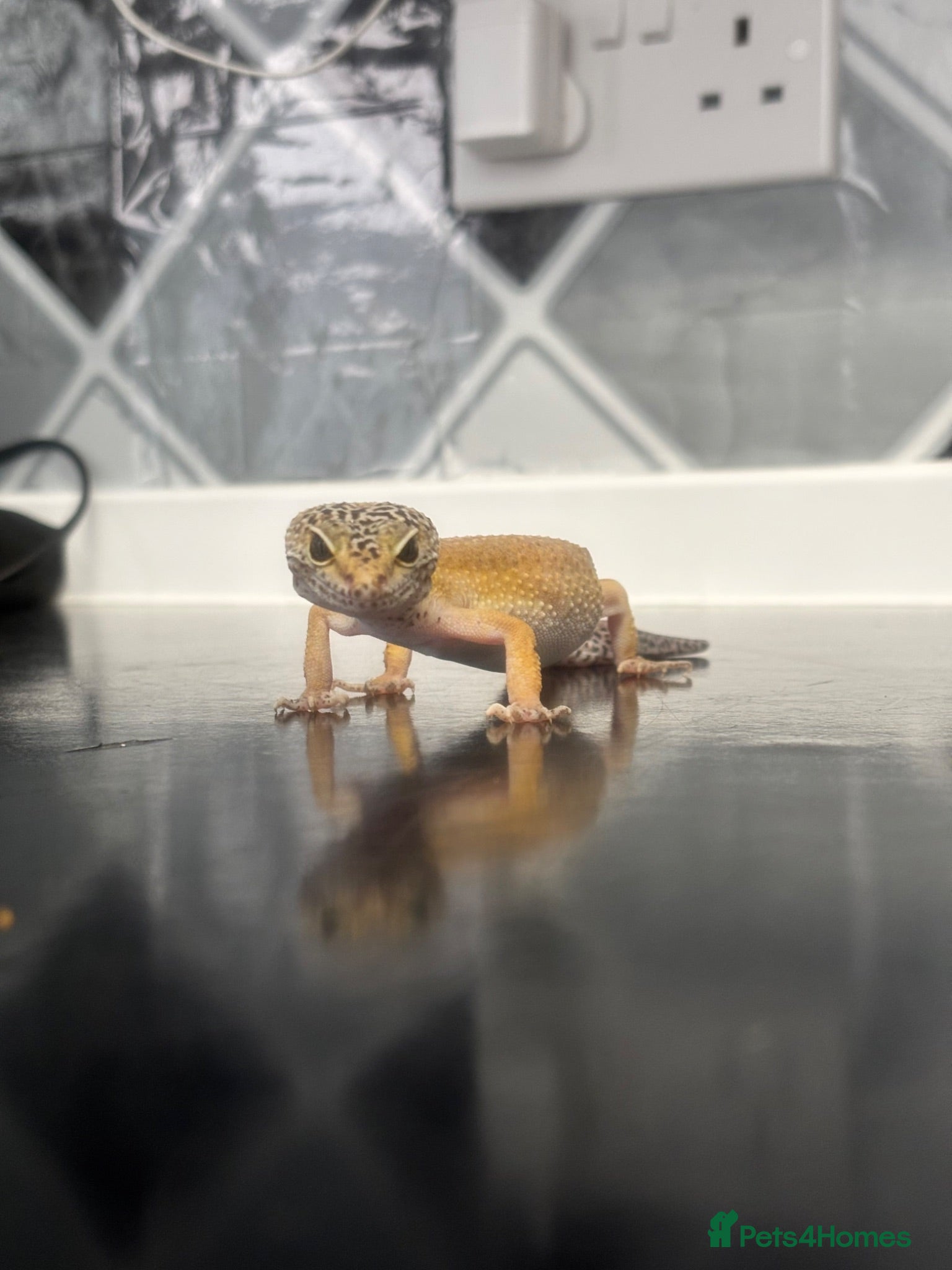 Leopard Gecko reptiles Female Leopard gecko  - Advert 1