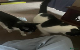British Shorthair cats for sale: Mother and daughter cats  - Image 2