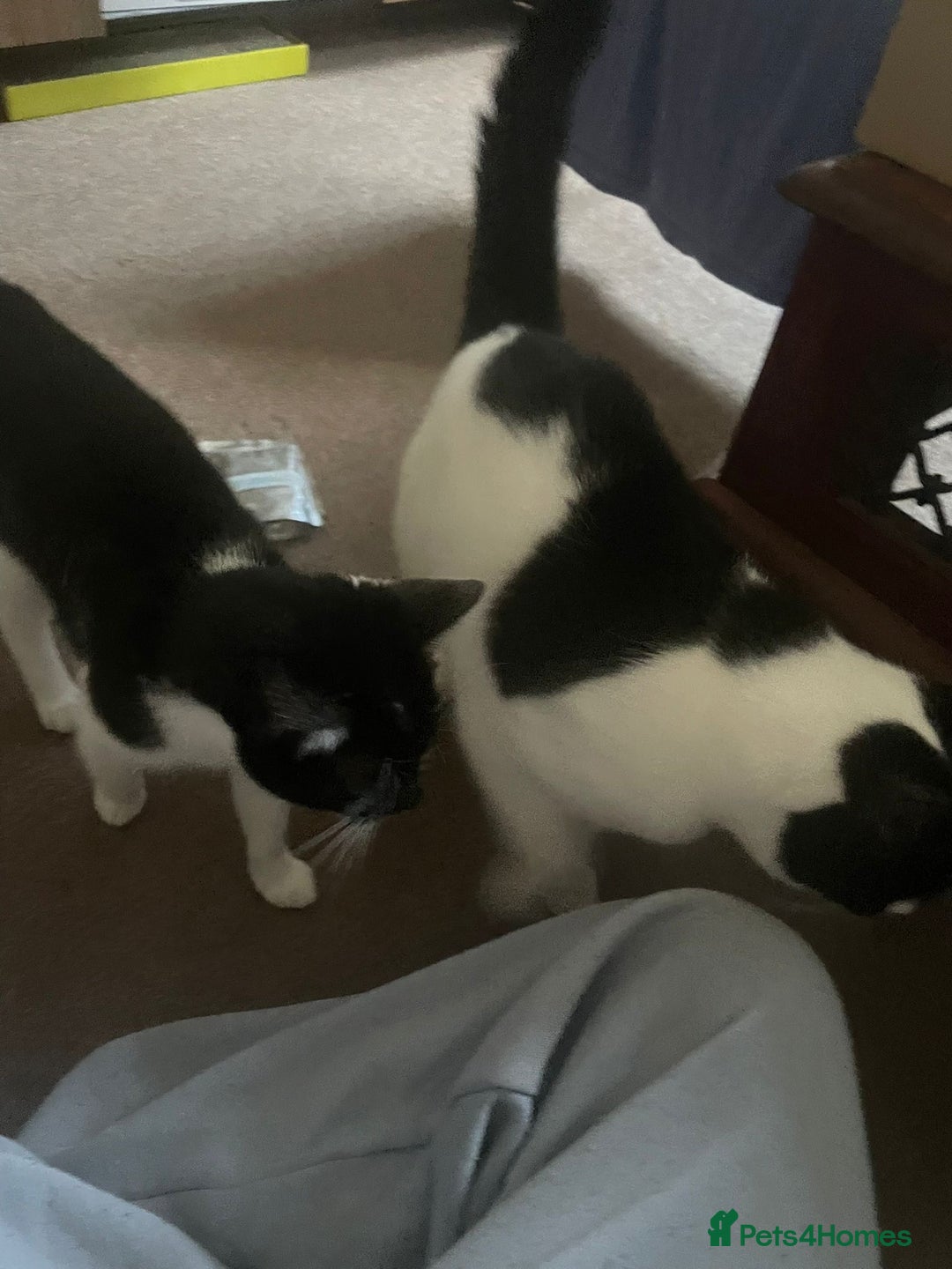British Shorthair cats for sale: Mother and daughter cats  - Image 2