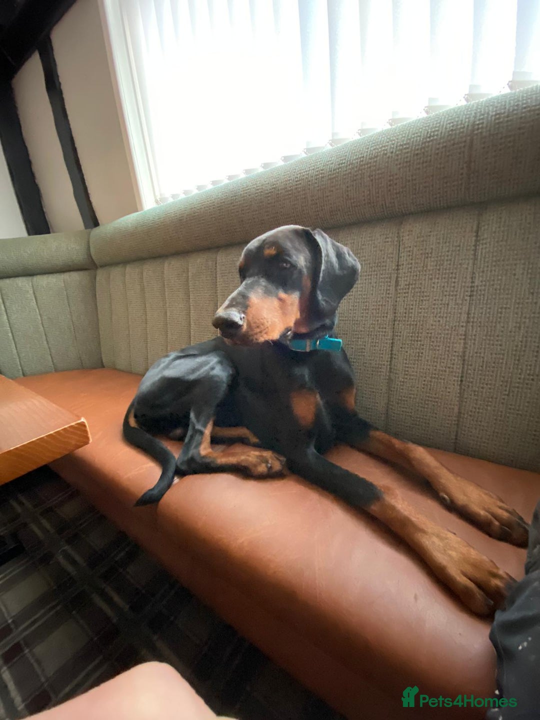 Dobermann dogs for stud: KC registered Black and Red Rust for stud - Advert 9