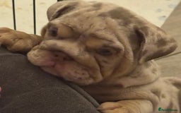 English Bulldog dogs for sale: Bettie & 007 babies short compact   - Image 23