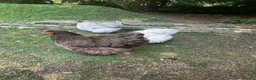 Chickens poultry for sale: Four fabulous Orpington ladies! - Advert 8