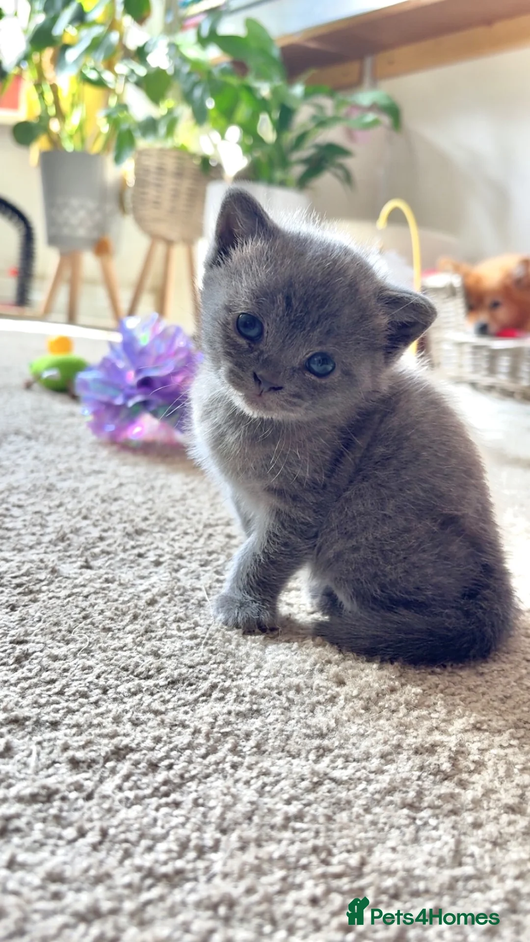 British Shorthair cats for sale: Female British short hair ready to go now 11weeks  - Advert 1