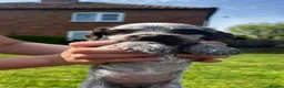 Cocker Spaniel dogs for sale: RkC Working Cocker Spaniel Puppies  - Advert 9