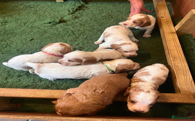 Cocker Spaniel dogs - Advert 8