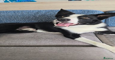 Border Collie dogs - Advert 13