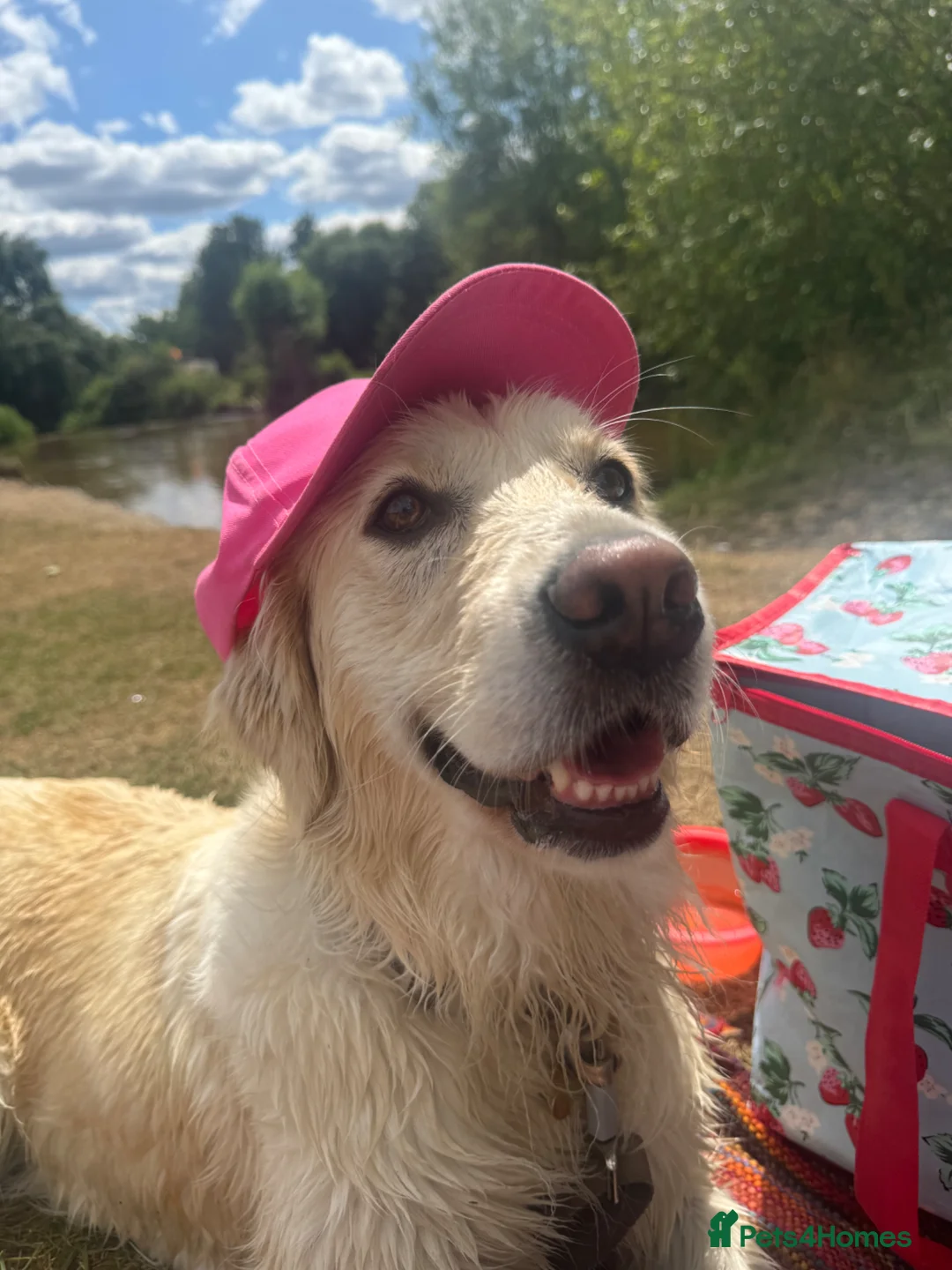 Golden Retriever dogs for sale: Lovely girl for rehome - Advert 5