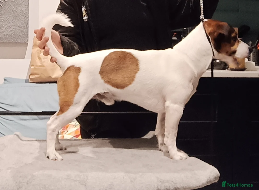 Jack Russell dogs for stud: PROVEN Jack Russell Terrier for Stud in Carshalton - Advert 5