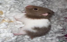Hamster rodents for sale: Baby hamster - Image 15