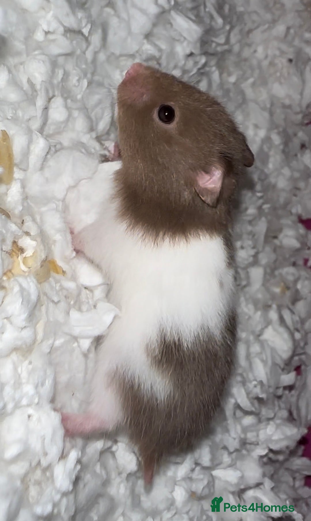 Hamster rodents for sale: Baby hamster - Image 15