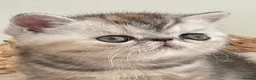 Exotic cats for sale: Gorgeous GCCF reg. kittens from Champions parents  - Advert 28