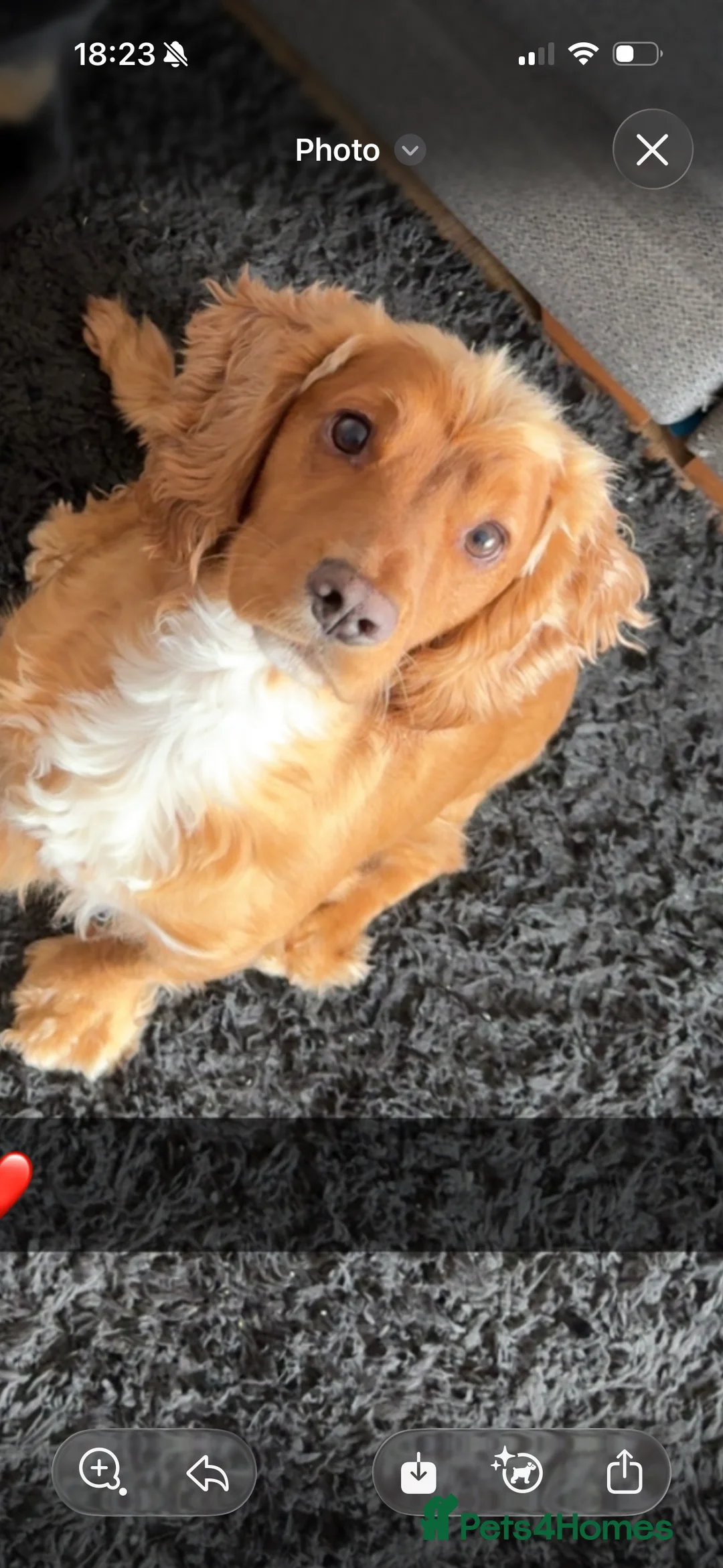 Cocker Spaniel dogs for sale: 3 year old Cocker Spaniel for sale - Advert 1