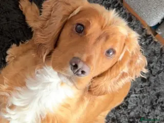 Cocker Spaniel dogs 3 year old Cocker Spaniel for sale - Advert 1