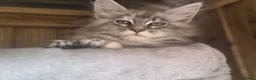 Maine Coon cats for sale: 2 Beautiful Maine Coon Kittens - Advert 5