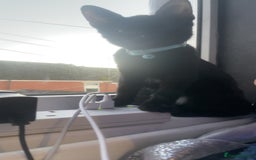 Mixed Breed cats for sale: russian black for sale - Advert 1