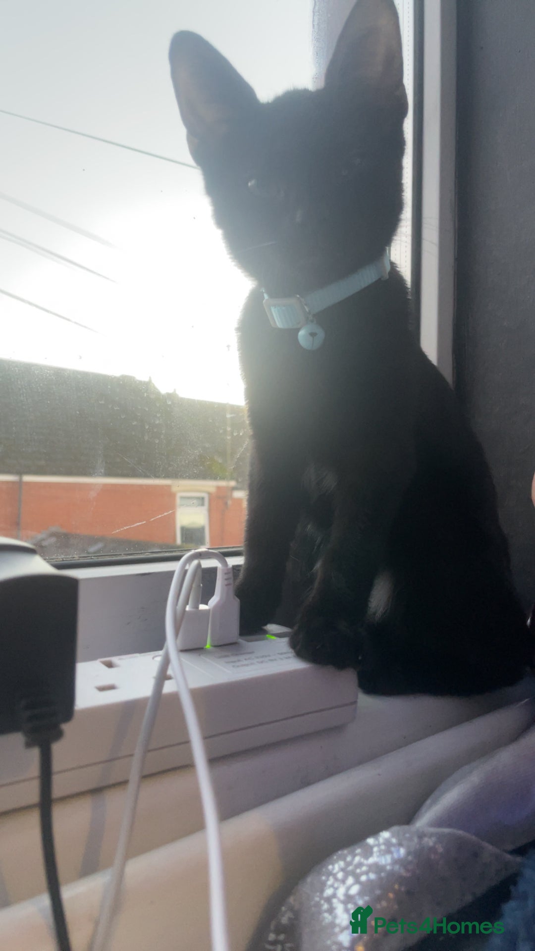 Mixed Breed cats for sale: russian black for sale - Advert 1