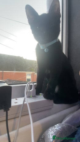 Mixed Breed cats russian black for sale - Advert 1