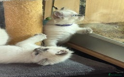 Ragdoll cats for sale: Stunning bluepoint Ragdoll kittens - Image 20