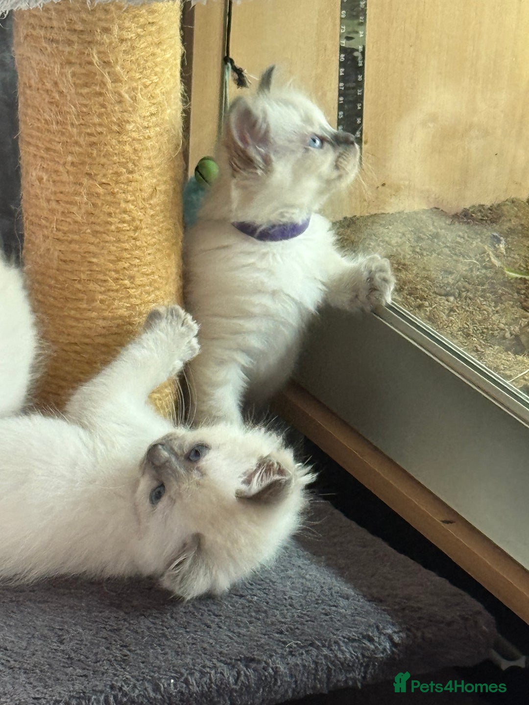 Ragdoll cats for sale: Stunning bluepoint Ragdoll kittens - Image 20