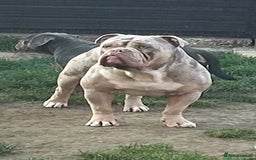 Olde English Bulldogge dogs for stud: Olde English bulldog stud  - Image 1