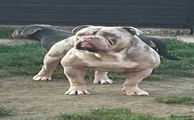 Olde English Bulldogge dogs - Advert 4