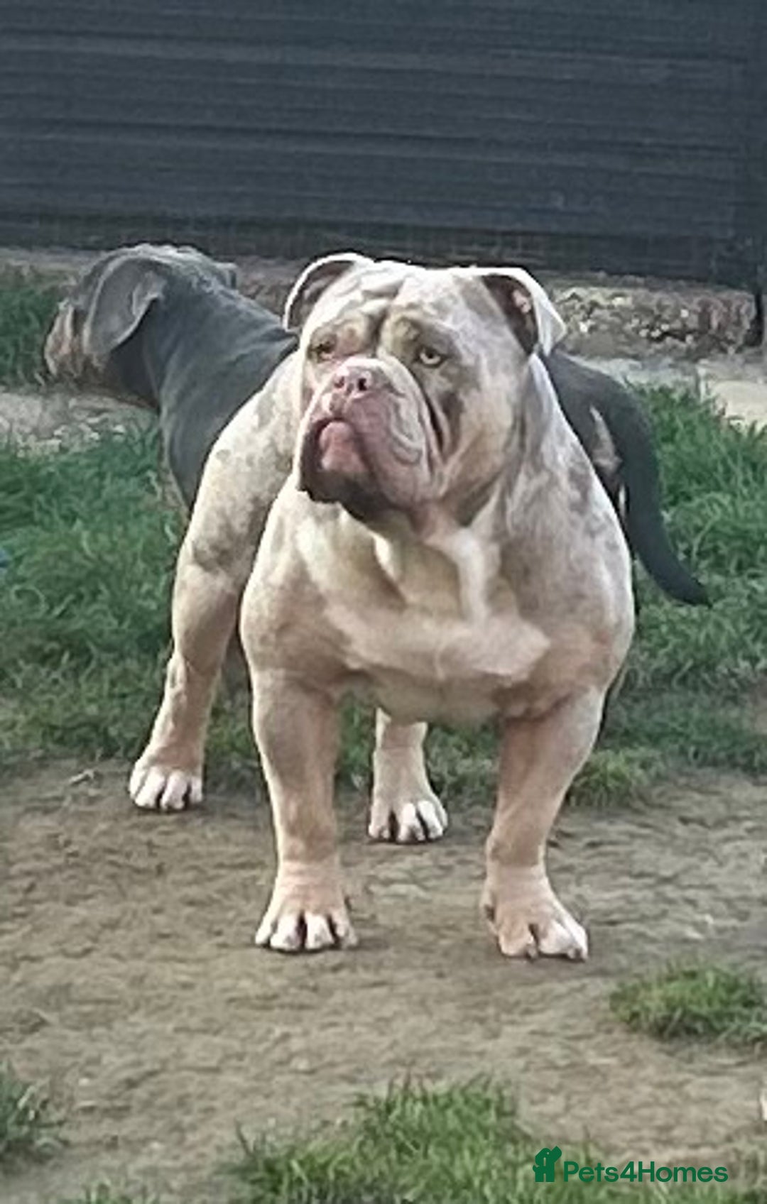 Olde English Bulldogge dogs for stud: Olde English bulldog stud  - Image 1