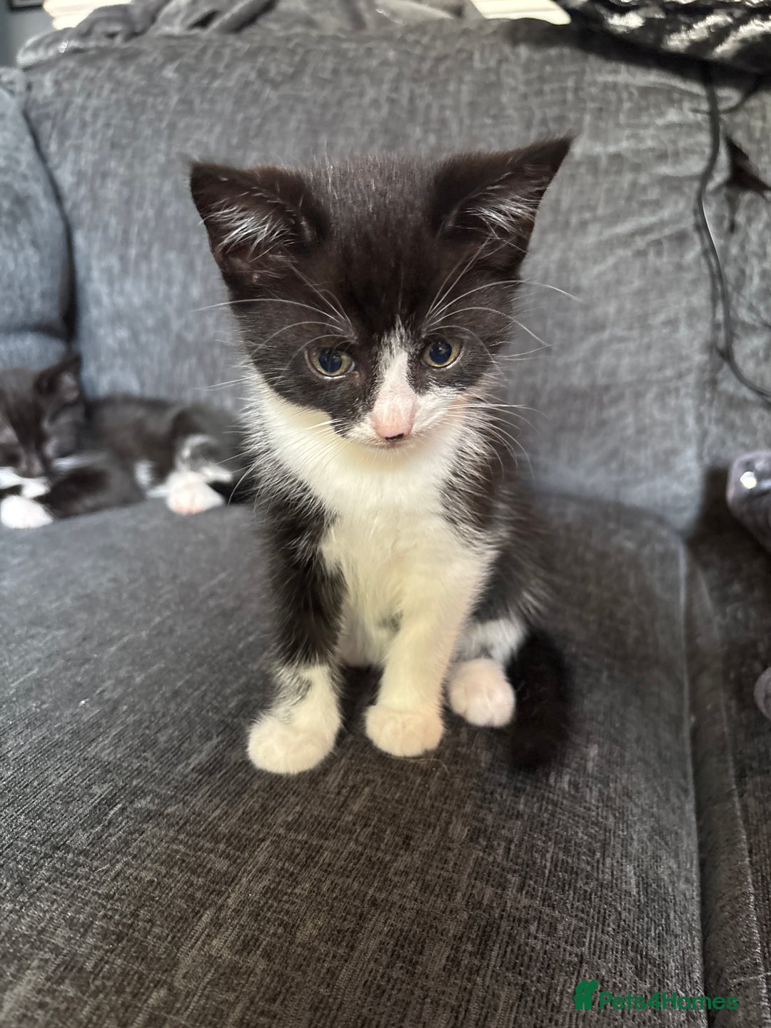 Domestic Shorthair cats for sale: 4 black and white kittens - Image 4