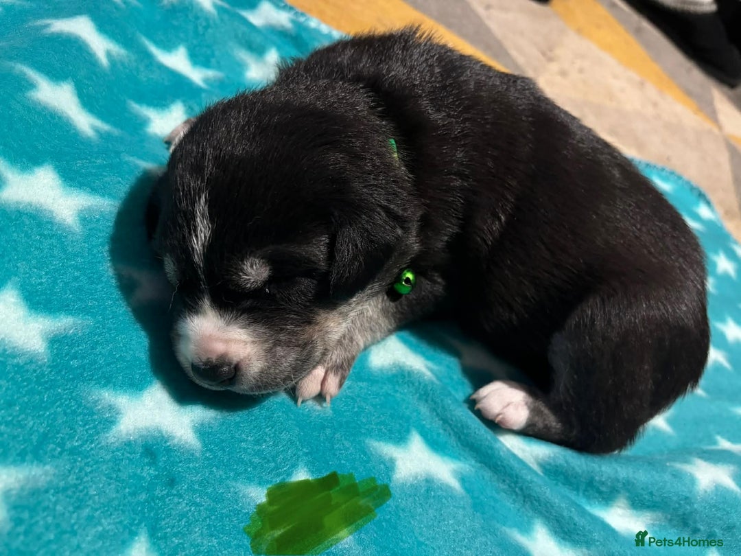 Mixed Breed dogs for sale: Husky x labrador puppies - Advert 2