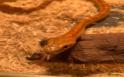 Corn Snake reptiles for sale:  Zep the cornsnake - Image 16