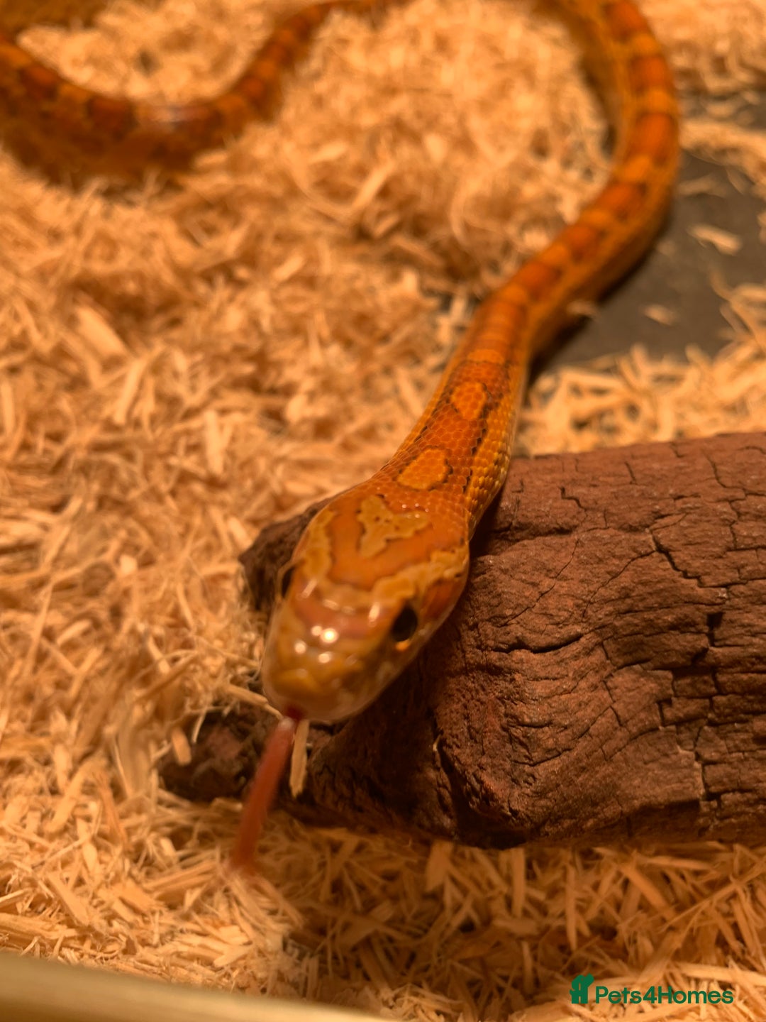 Corn Snake reptiles for sale:  Zep the cornsnake - Image 16