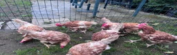 Chickens poultry for sale: Chicken for sale  - Advert 5
