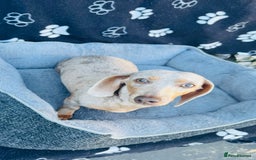 Miniature Dachshund dogs for sale: Miniature Dachshund - KC reg - Image 8