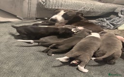 Staffordshire Bull Terrier dogs for sale: Beautiful Staffordshire bull terrier puppies  - Image 1