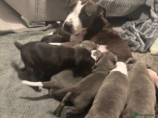 Staffordshire Bull Terrier dogs - Advert 1