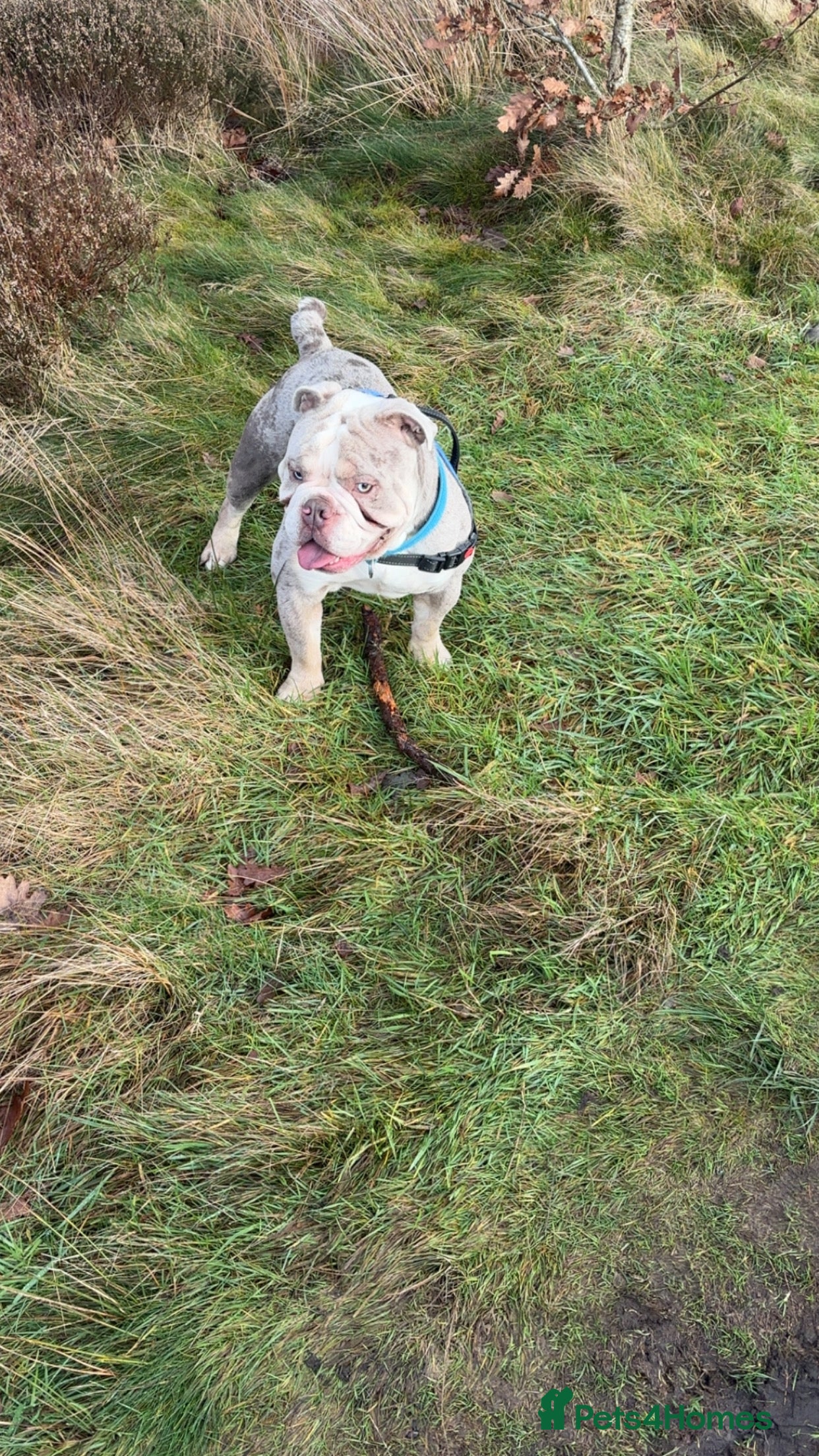 English Bulldog dogs Spud LILAC MERLER  - Advert 9