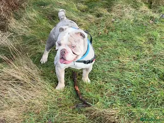 English Bulldog dogs Spud LILAC MERLER - Advert 8