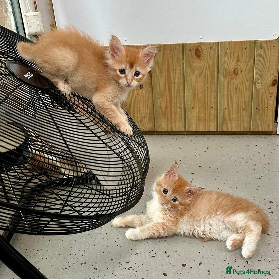 Maine Coon cats for sale: Red Maine coon female kittens, TICA reg - Image 21