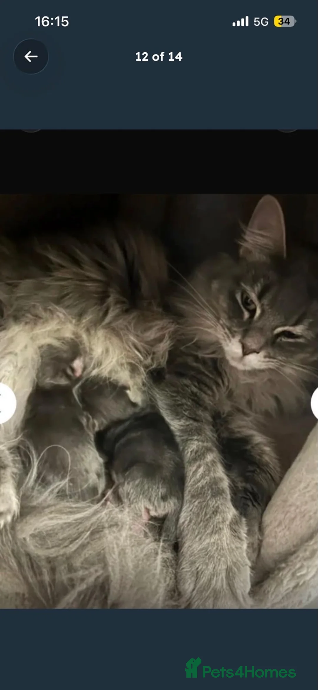 Maine Coon cats for sale: Beautiful Fullbreed Mainecoon kitten - Advert 2