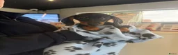 Miniature Dachshund dogs for sale: Ministure dachshund ( Done 2 vaccine)  - Advert 3